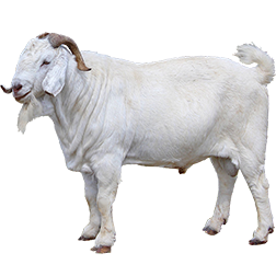 Savanna Goat